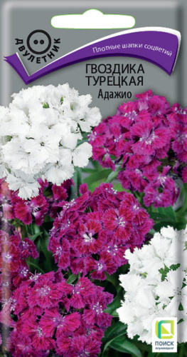 Гвоздика Адажио турецкая