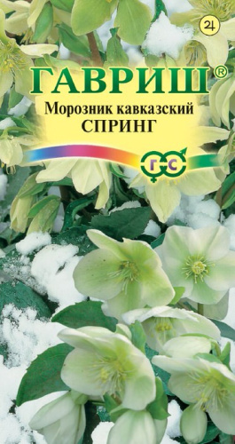 Морозник Спринг лимонно-зеленый восточный