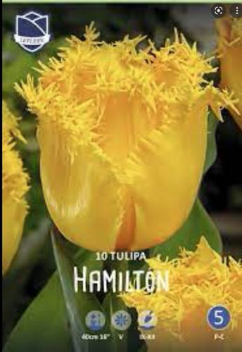Тюльпан бахромчатый "Hamilton" (1х10шт)