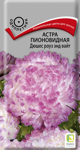 Астра Дюшес роуз энд вайт пионовидная