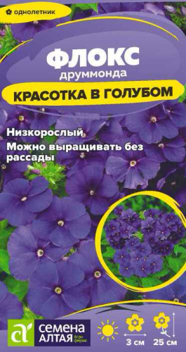 Флокс Красотка в голубом Друммонда