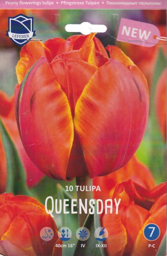 Тюльпан пионовидный "Queensday" (1х10шт)