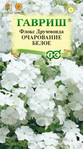 Флокс Очарование белое друммонди