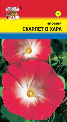 Ипомея нил Скарлет О Хара 