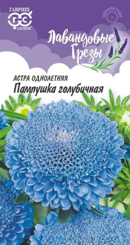 Астра Пампушка голубичная помпонная