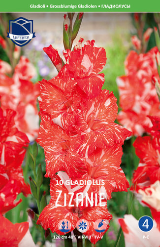 Гладиолус XXL Zizanie 14/16 /10шт