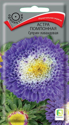 Астра Суприм Лавандовая помпонная