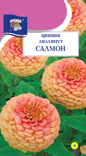 Цинния лиллипут Салмон 