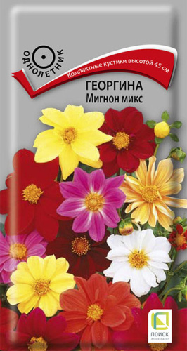 Георгина Мигнон микс