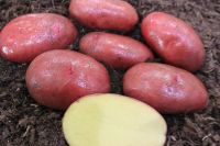 Картофель семенной Мираж 2кг (Суперэлита) купить