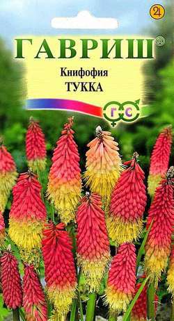 Книфофия Тукка 