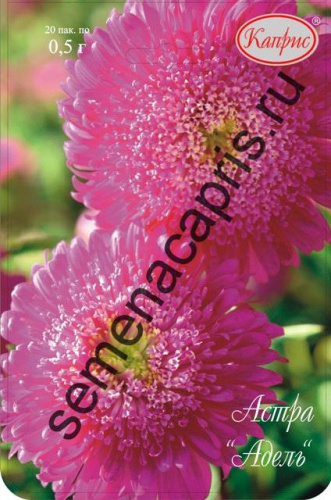 Астра Адель/1шт