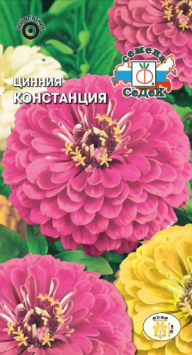 Цинния Констанция