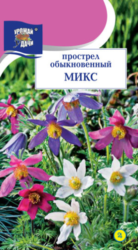 Прострел Микс обыкновенный 