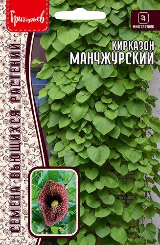 Кирказон Манчжурский