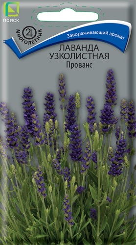 Лаванда узколистная Прованс 