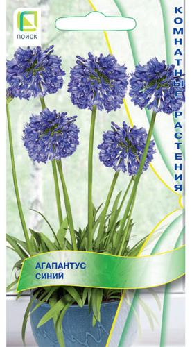 Агапантус Синий
