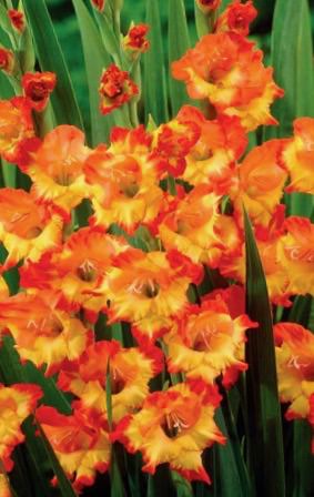 Гладиолус XXL Princess Margaret Rose 14/16 /10шт