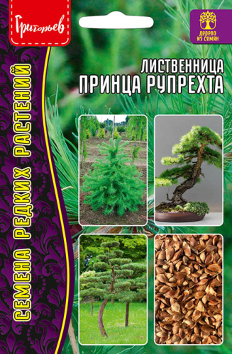 Лиственница Принца Рупрехта