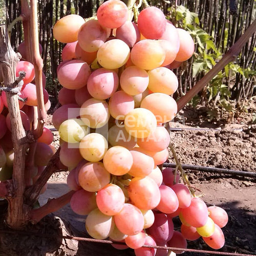 Виноград Кишмиш Лучистый