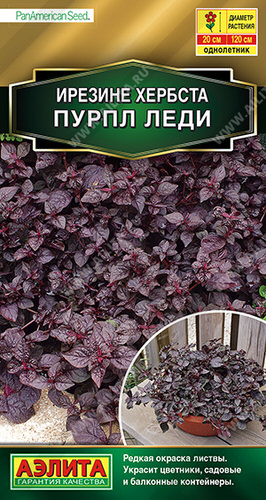 Ирезине Пурпл леди 