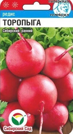 Редис Торопыга