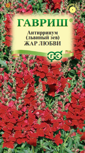 Львиный Зев Жар любви 