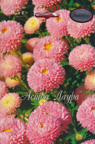 Астра Лаура/1шт