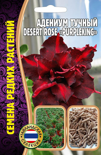 Адениум Роза Пустыни Пурпурный король (Desert Rose Purple King)