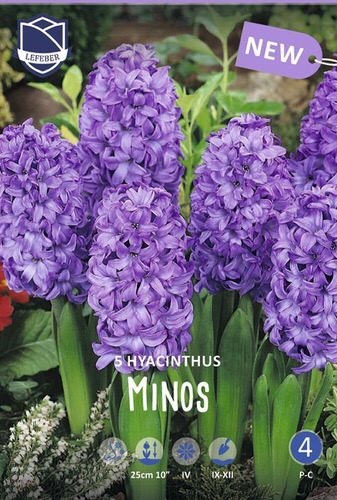 Гиацинт Минос /5шт