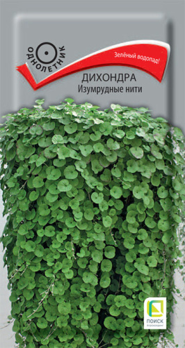 Дихондра Изумрудные нити
