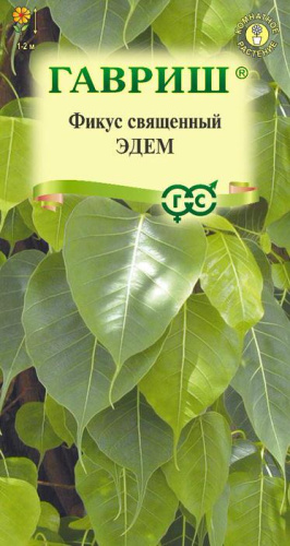 Фикус священный Эдем 