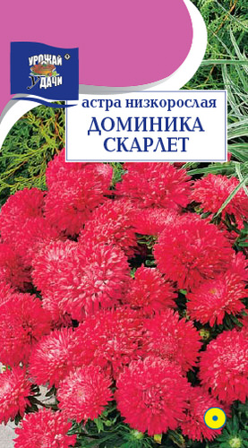 Астра Доминика Скарлет низкорослая