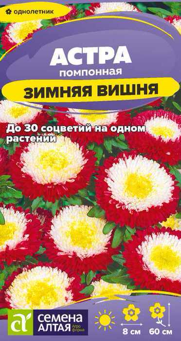 Астра Зимняя Вишня помпонная