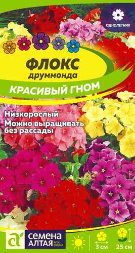 Флокс Красивый гном друммонда