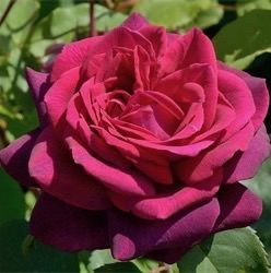 Роза Графиня Диана