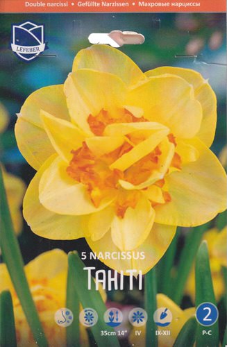Нарцисс Таити /5шт