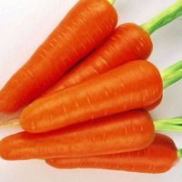 Морковь Абако F1 200000 шт (1,8-2,0) купить