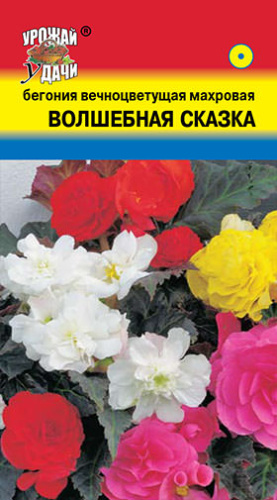 Бегония Волшебная Сказка вечноцветущая