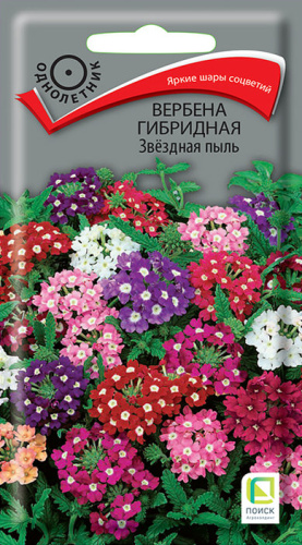 Вербена Звездная пыль гибридная