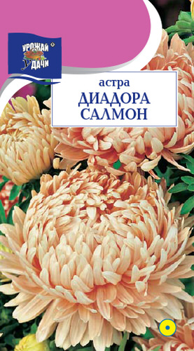 Астра Диадора Салмон пионовидная