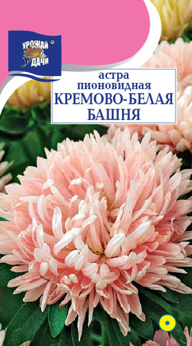 Астра Башня Кремово-белая пионовидная