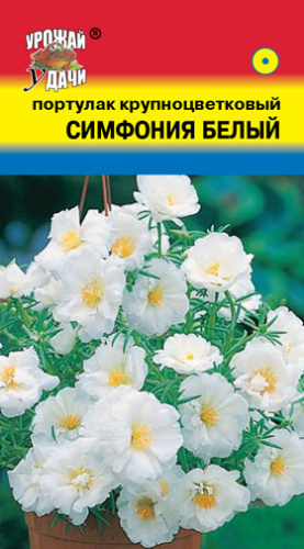 Портулак Симфония белый крупноцветковый