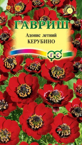 Адонис летний Керубино 