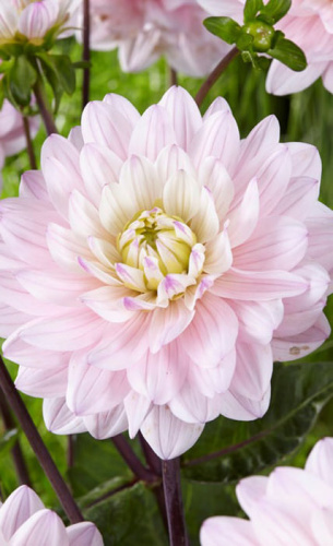 Георгина Леди Кейт /1шт