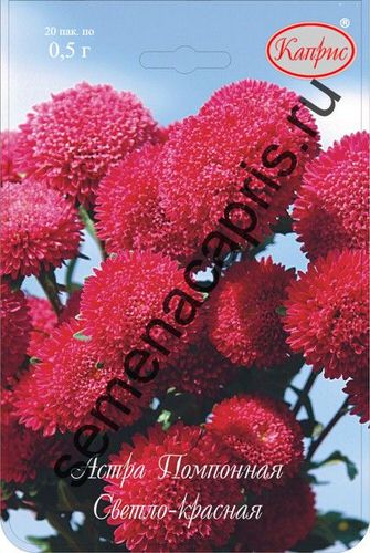 Астра Помпонная Св-Красная (Совершенство)/1шт