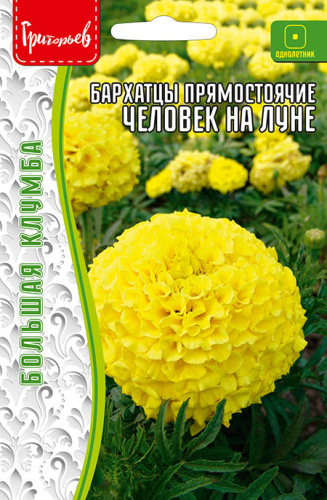Бархатцы Человек на Луне прямостоячие