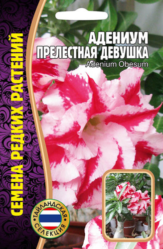 Адениум Прелестная Девушка