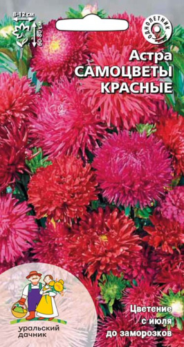 Астра Самоцветы красные