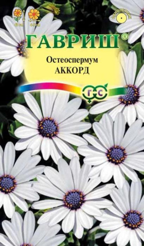 Остеоспермум Аккорд (белый)  
